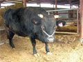 牛舎写真2